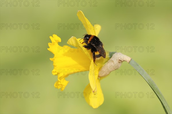 Large earth bumblebee (Bombus terrestris) on yellow narcissus (Narcissus pseudonarcissus), North Rhine-Westphalia, Germany, Europe