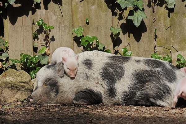 Goettingen minipig (Sus scrofa f. domestica), sow and piglet, North Rhine-Westphalia, Germany, Europe