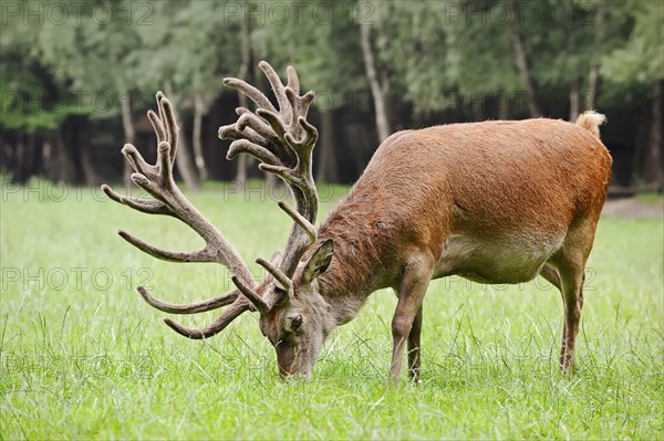 Red deer (Cervus elaphus) with velvet antlers, North Rhine-Westphalia, Germany, Europe