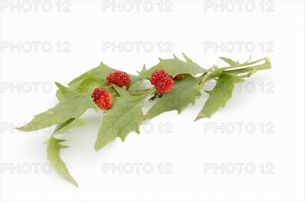 Strawberry spinach (Chenopodium foliosum, Blitum virgatum), leaves and fruits on a white background, vegetable and ornamental plant