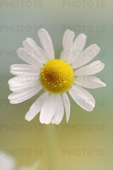 Chamomile (Matricaria recutita, Matricaria chamomilla), flower, medicinal plant, North Rhine-Westphalia, Germany, Europe