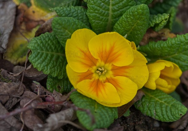 Yellow cushion primrose, Primula vulgaris