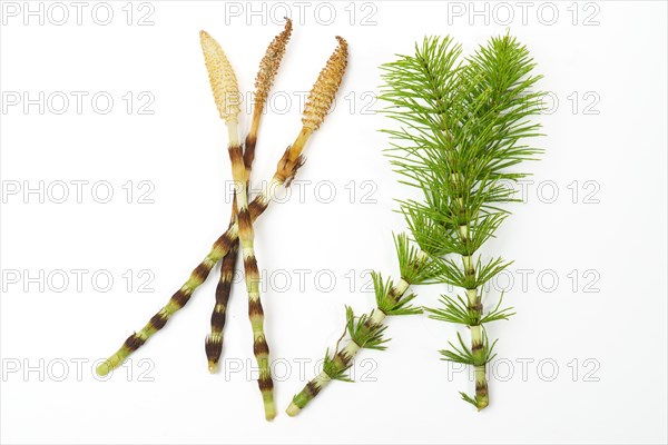 Fresh branches of the medicinal plant horsetail, Equisetum arvense, used for health care, freshly picked from the forest at various stages of growth on a white background and copy space