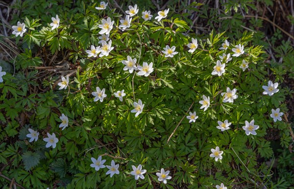 Wood anemone (Anemone nemorosa)