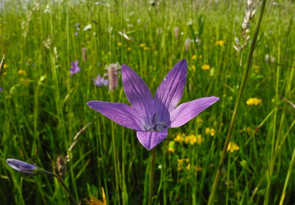 Meadow bellflower, Campanula patula, Upper Danube nature park Park, Tuttlingen district, Baden-Wuerttemberg, Germany, Europe