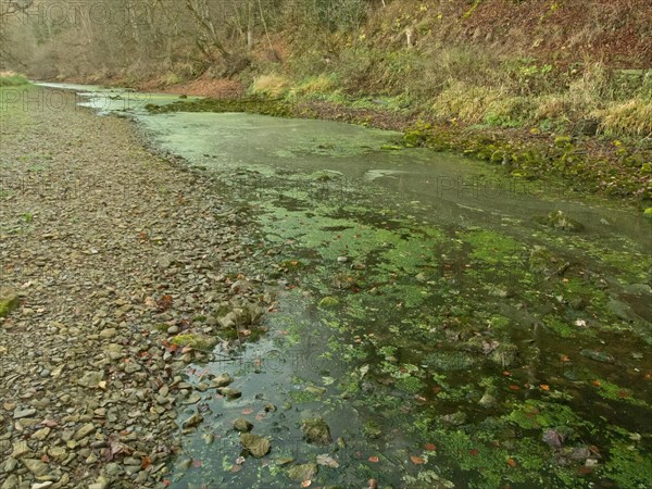 Danube seepage near Immendingen, Tuttlingen district, Baden-Wuerttemberg, Germany, Europe