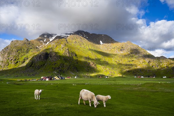 A ewe with two lambs in a meadow near Uttakleiv (Utakleiv) . Houses and mountains in the background. Sun and clouds, good weather. Early summer. Uttakleiv, Vestvagoya, Lofoten, Norway, Europe