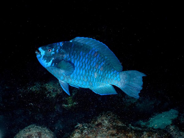 Midnight parrotfish (Scarus coelestinus) at night, dive site John Pennekamp Coral Reef State Park, Key Largo, Florida Keys, Florida, USA, North America