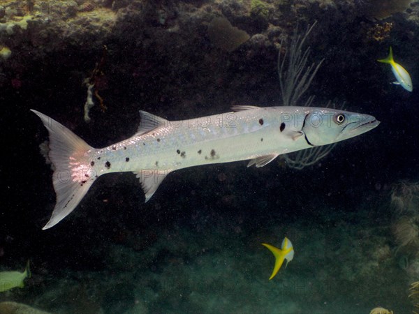 Great barracuda (Sphyraena barracuda), dive site John Pennekamp Coral Reef State Park, Key Largo, Florida Keys, Florida, USA, North America