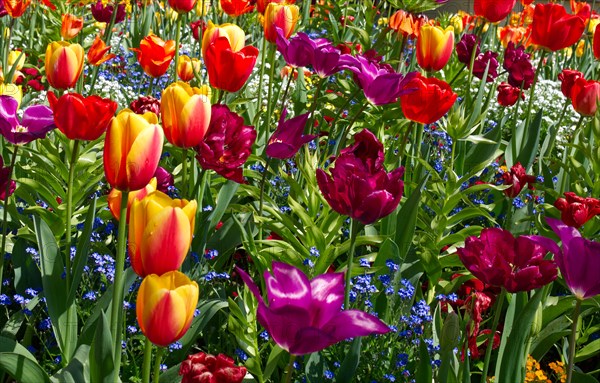 Tulips (Tulipa) in red and orange tones