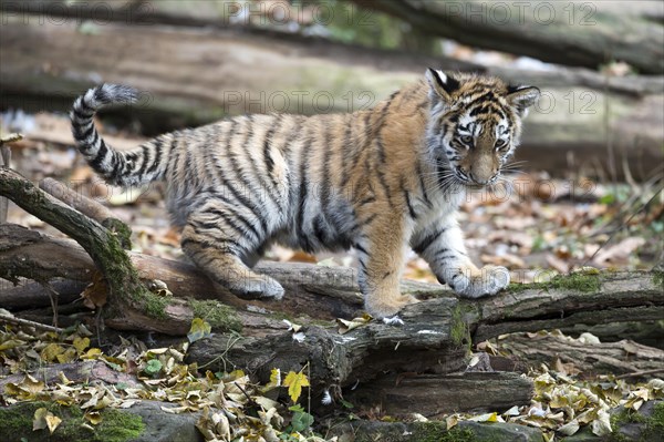 A young tiger young balancing on tree trunks in a deciduous area, Siberian tiger, Amur tiger, (Phantera tigris altaica), cubs