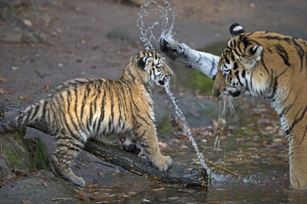 A tiger young playing with an adult tiger and splashing water, Siberian tiger, Amur tiger, (Phantera tigris altaica), cubs