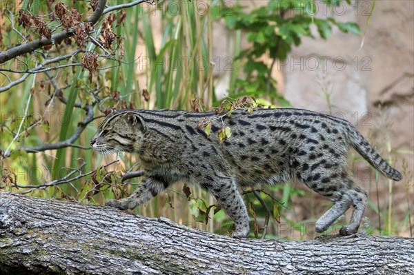 Wildcat balancing on a tree trunk with autumn leaves in the background, fishing cat (Prionailurus viverrinus)