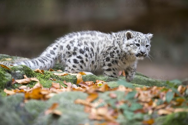 A young snow leopard young exploring a rocky outcrop alone, Snow leopard, (Uncia uncia), young