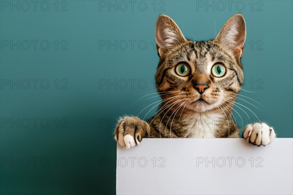 Tabby cat holding empty white paper in front of blue tudio background with copy space. Generative Ai, AI generated