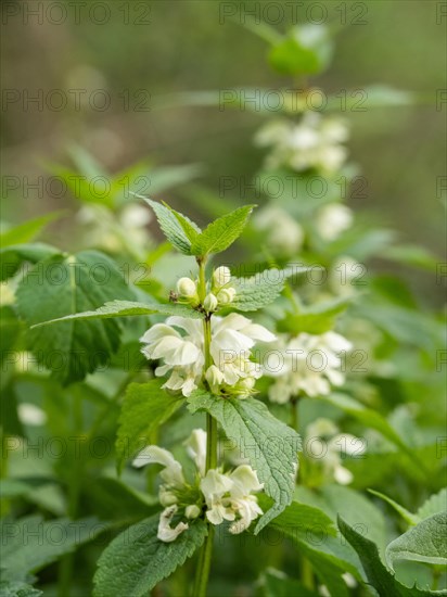 White nettle (Lamium album) in bloom, Leoben, Styria, Austria, Europe