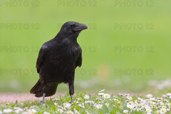 Raven crow (Corvus corone corone), in daisy meadow, lawn, Rosensteinpark Stuttgart, Baden-Wuerttemberg, Germany, Europe