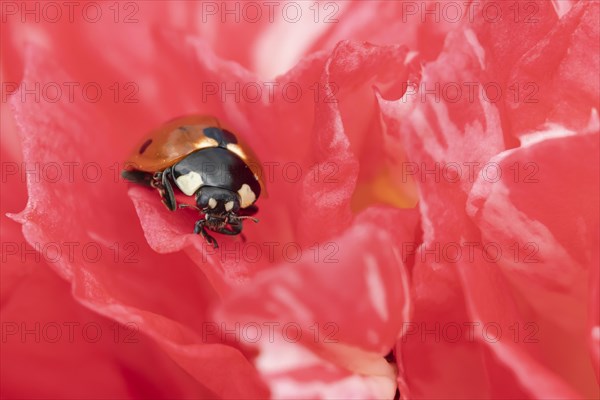 Seven-spot ladybird (Coccinella septempunctata) adult on a garden Camellia flower in spring, England, United Kingdom, Europe