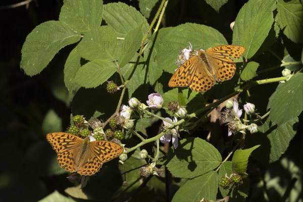 Silver-washed fritillary butterfly (Argynnis paphia) two adults feeding on Bramble flowers, Suffolk, England, United Kingdom, Europe