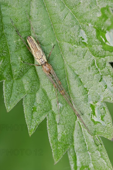 Common stretch-spider (Tetragnatha extensa), North Rhine-Westphalia, Germany, Europe