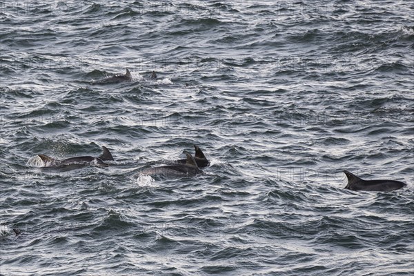 Dolphins, Bottlenose dolphins, Bay, Port Elizabeth, South Africa, Africa