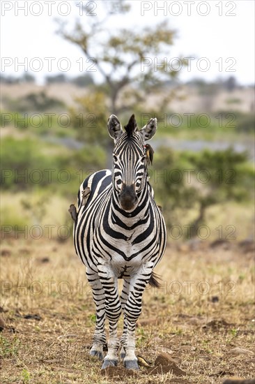 Plains zebra (Equus quagga) with several yellow-billed oxpecker (Buphagus africanus), African savannah, Kruger National Park, South Africa, Africa