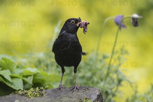 Blackbird (Turdus merula) with earthworms in its beak, Emsland, Lower Saxony, Germany, Europe