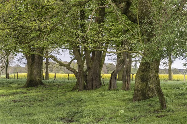 English oaks (Quercus robur) and alders (Alnus glutinosa) in a meadow, Emsland, Lower Saxony, Germany, Europe