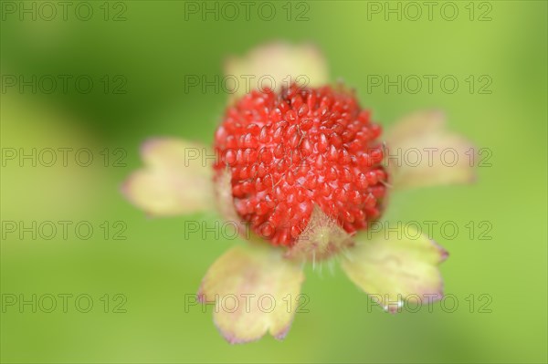 Indian strawberry (Potentilla indica, Duchesnea indica), fruit, native to Asia, ornamental plant, North Rhine-Westphalia, Germany, Europe