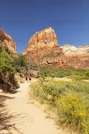 Hikers on the Angels Landing Trail, Zion National Park, Colorado Plateau, Utah, USA, Zion National Park, Utah, USA, North America