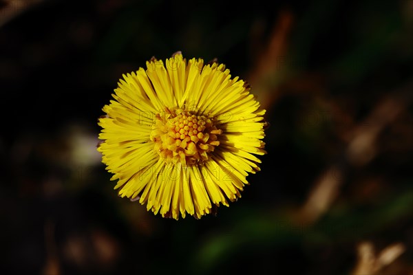 Coltsfoot (Tussilago farfara), close-up of a flower, Wilnsdorf, North Rhine-Westphalia, Germany, Europe