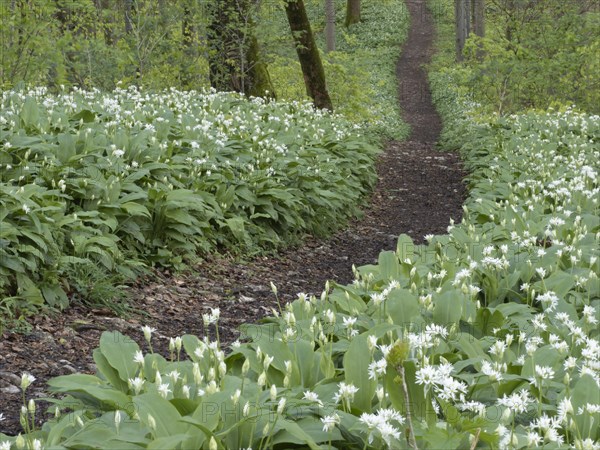 Hiking trail through the ramson (Allium ursinum) in spring through the beech forest, Teutoburg Forest, North Rhine-Westphalia, Germany, Europe