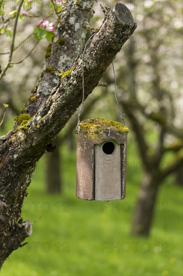 Nesting box for songbirds, meadow orchard, flowering apple trees, Baden, Wuerttemberg, Germany, Europe