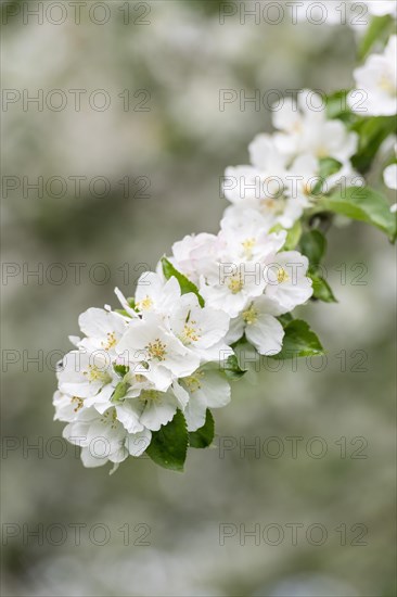 Branch of a blossoming apple tree, meadow orchard, Baden, Wuerttemberg, Germany, Europe