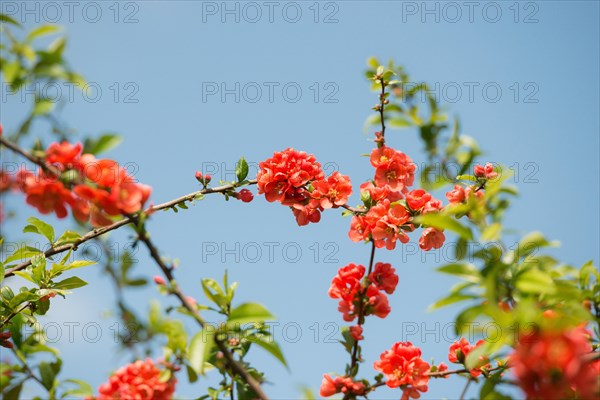 Branch with bright red flowers, spring mood, japanese quince (Chaenomeles speciosa) (syn.: Chaenomeles lagenaria) or tall ornamental quince, branches with bright red flowers and fresh green leaves against a clear blue sky, sunny day, Allertal, Lower Saxony, Germany, Europe