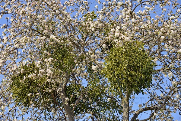 Fruit tree, apple tree (Malus domestica), tree crown with blossoms and mistletoes (Viscum L.), blue sky, North Rhine-Westphalia, Germany, Europe