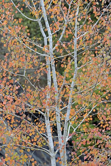 Deciduous tree, aspen (Populus tremula), branches with autumn leaves, Eastern Eifel, Rhineland-Palatinate, Germany, Europe