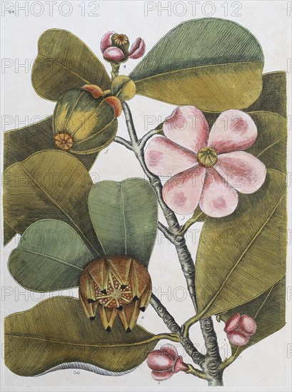 Balsam tree (Commiphora opobalsamum, Amyris opobalsamum) hand-coloured copperplate engraving by Mark Catesby, Natural History of Carolina, Florida and the Bahama Islands, 1754