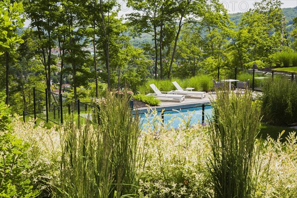 View through ornamental grass plants and shrubs of two white long chairs on edge of in-ground swimming pool enclosed by clear glass and black metal fence in residential backyard in summer, Quebec, Canada, North America