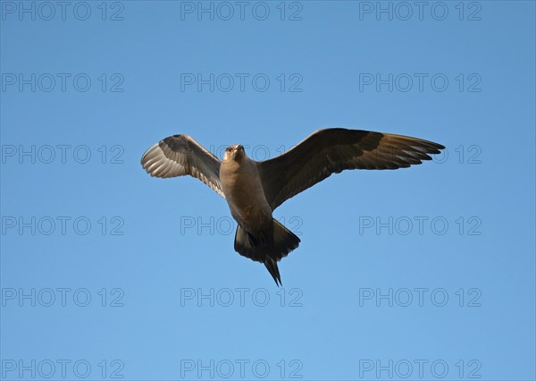 Arctic skua (Stercorarius parasiticus) flying in the blue sky, Lapland, Northern Norway, Scandinavia