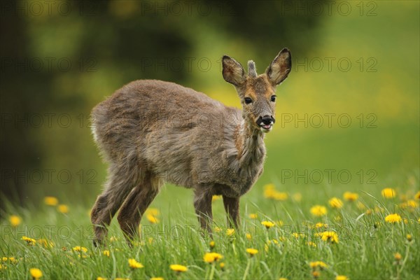 European roe deer (Capreolus capreolus) yearling in winter coat, with a short basal spike secured in dandelion meadow, Allgaeu, Bavaria, Germany, Europe