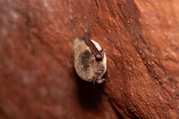 Daubenton's bat (Myotis daubentonii), hibernating in a cave, North Rhine-Westphalia, Germany, Europe