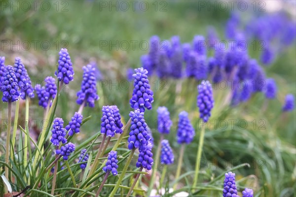 Grape hyacinths (Muscari botryoides), spring, Germany, Europe