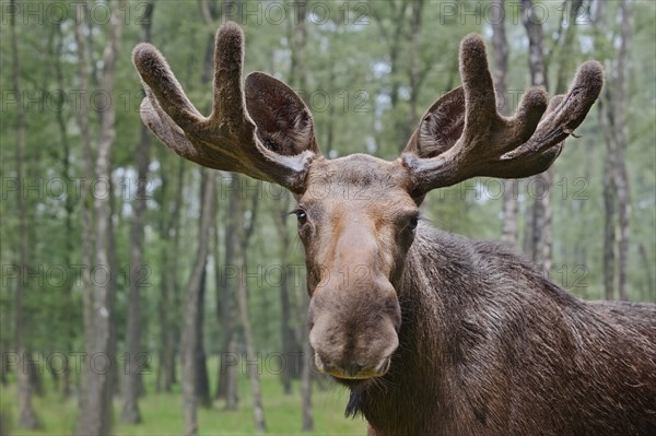 Eurasian elk (Alces alces alces), bull elk, portrait, captive, Germany, Europe