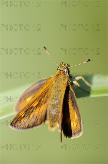 Rusty-coloured Fritillary (Ochlodes sylvanus, Augiades sylvanus), North Rhine-Westphalia, Germany, Europe