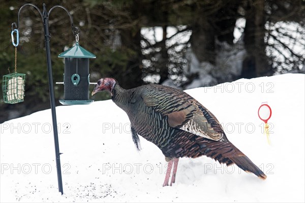 Wild turkey (Meleagris gallopavo), male feeding at a bird feeder, city of Saint-Mathieu du Parc, province of Quebec, Canada, AI generated, North America