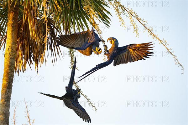 Hyacinth Macaw (Anodorhynchus hyacinthinus) Pantanal Brazil