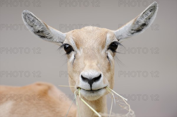 Blackbuck (Antilope cervicapra), female, portrait, captive, occurrence in South Asia