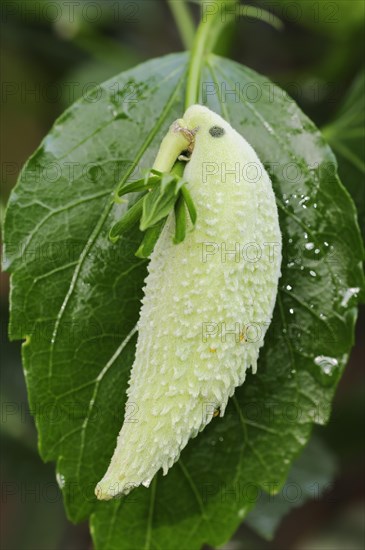 Common milkweed (Asclepias syriaca), fruit as decorative parrot, ornamental plant, native to North America