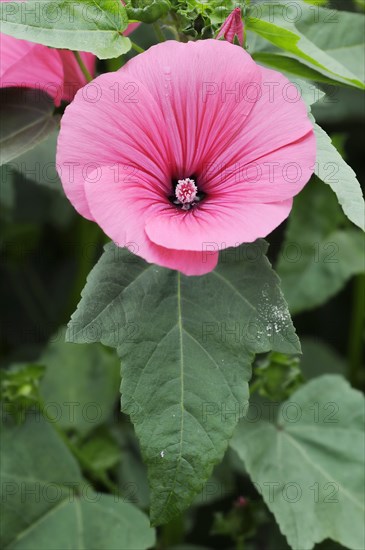 Annual mallow (Lavatera trimestris), flower, ornamental plant, North Rhine-Westphalia, Germany, Europe